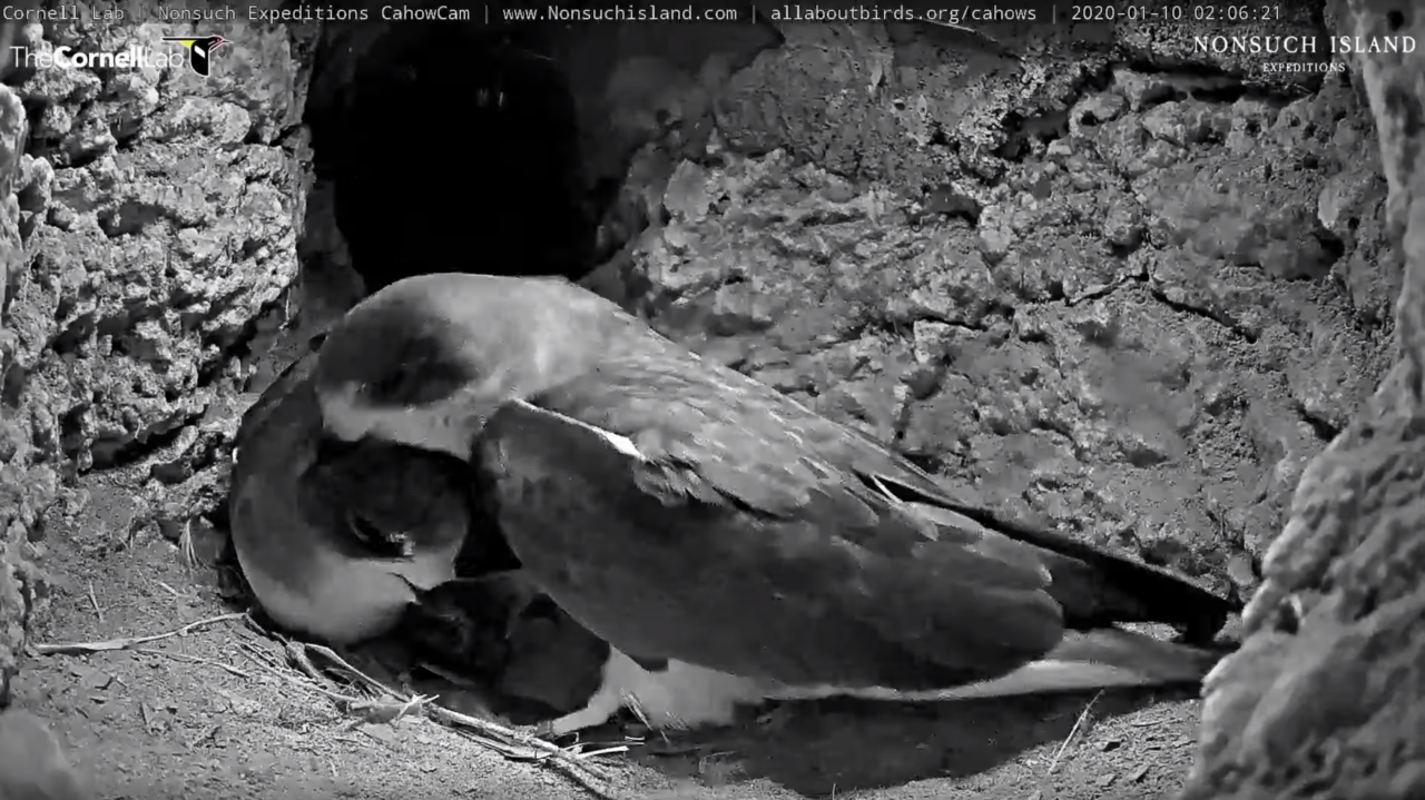 Female Cahow Returns and Lays Egg in CahowCam1 Burrow