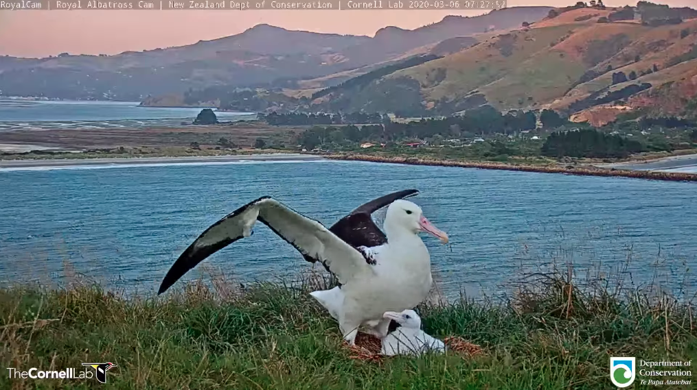 DNA Tests Reveal 2020 Royal Albatross Chick Is Female