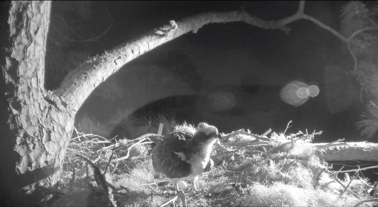First Egg Laid At Midnight By Female Osprey
