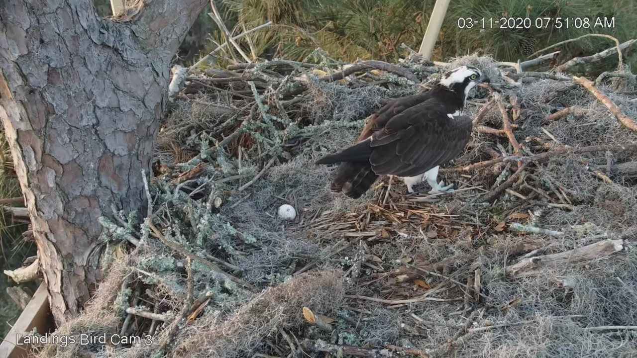 Female Lays Second Egg In Savannah Osprey Nest