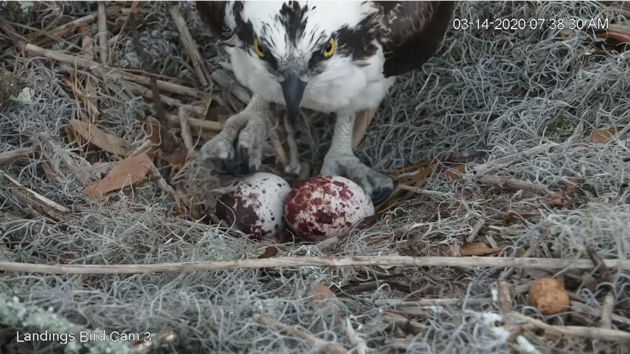 Osprey Welcome Egg #3 In Savannah