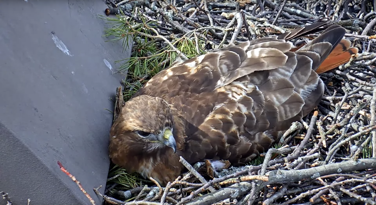 Big Red is the female hawk on the Red-tailed Hawk cam.