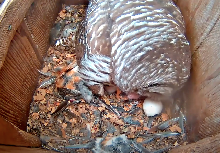 Third And Final Barred Owl Chick "Hope" Hatches