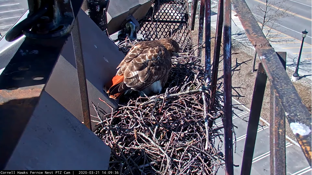 A Second Egg Arrives Right On Time at the Cornell Hawks Nest