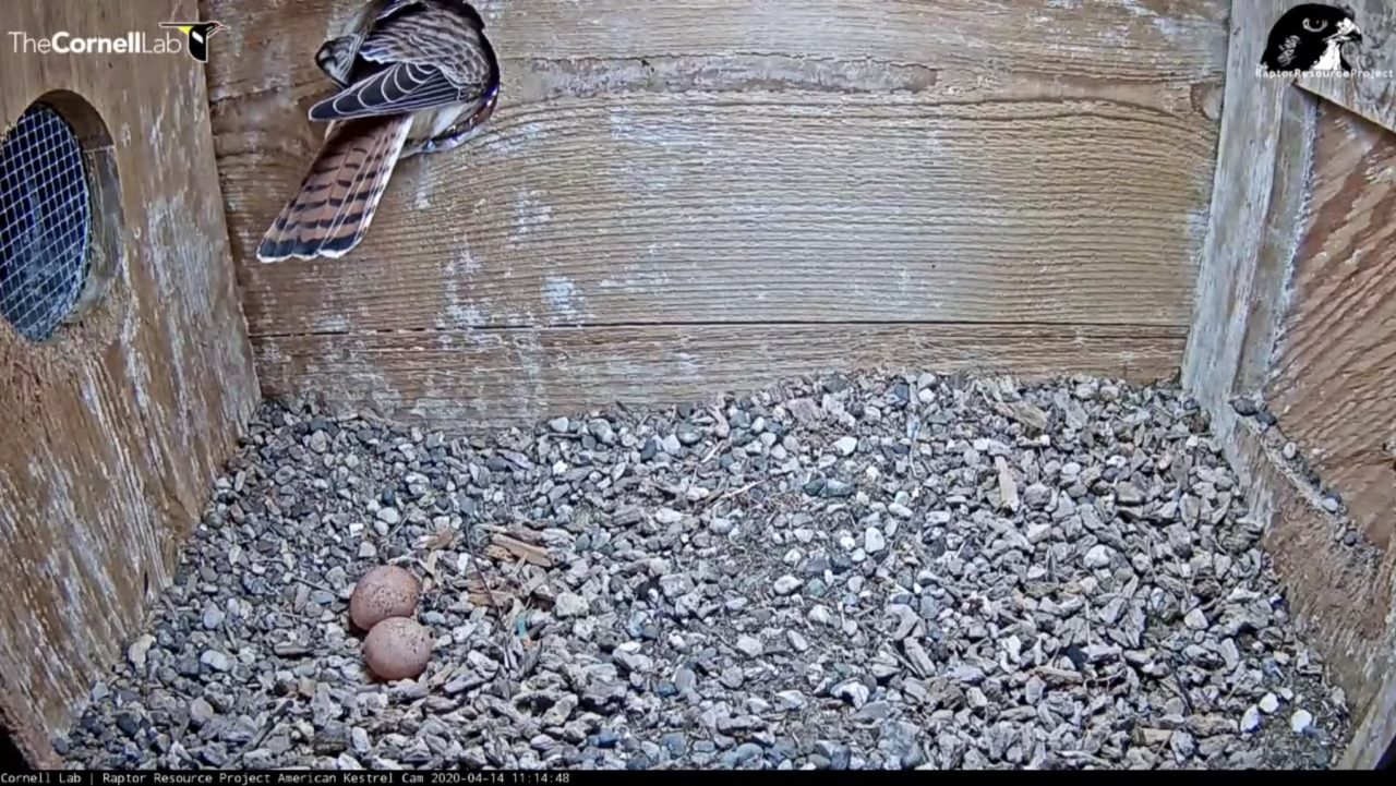 Female Kestrel Lays Second Egg Of 2020 Breeding Season