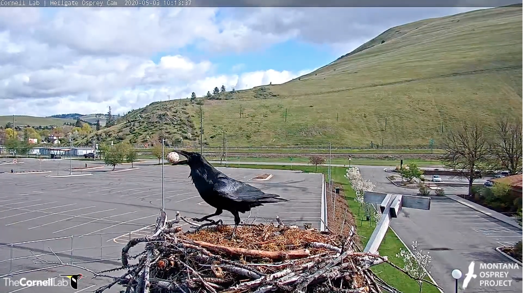 Watch a Common Raven take the egg from the Hellgate nest.