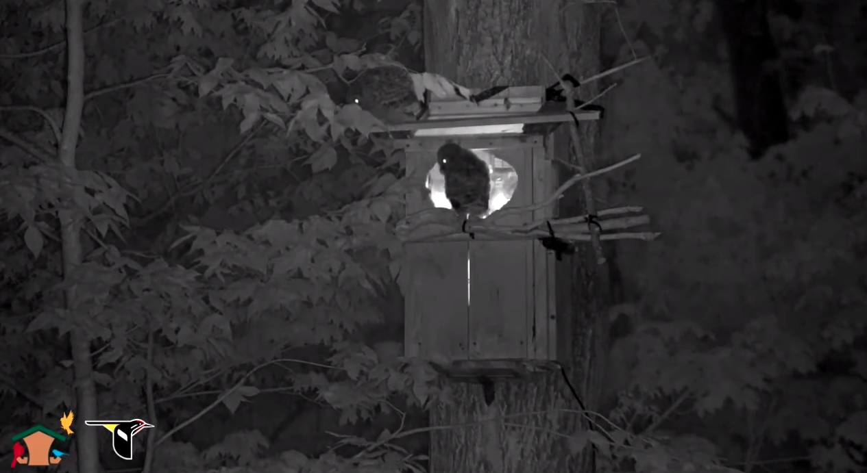 First Barred Owl Chick Fledges