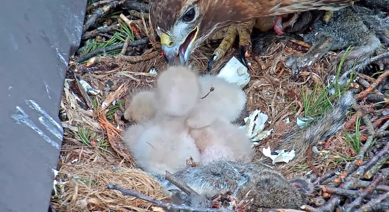 Third Red-tailed Hawk Chick "J3" Hatches