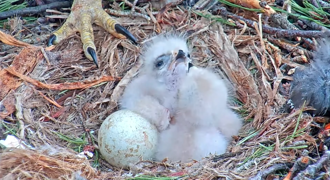 First Two Chicks Hatch In Cornell Hawks Nest