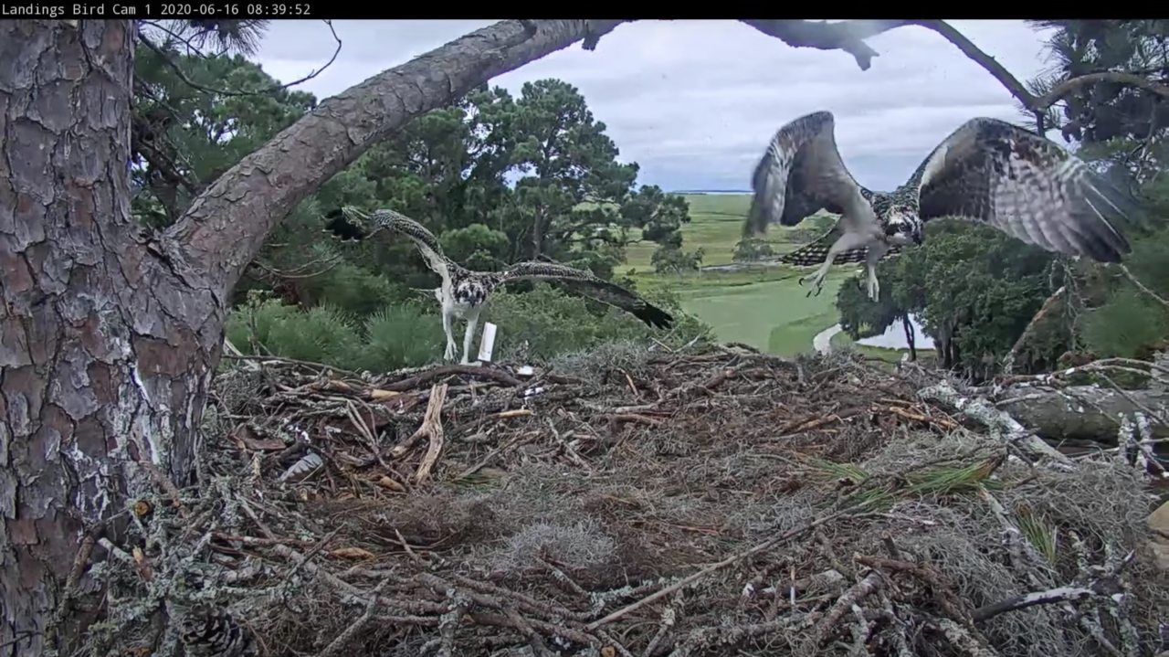 First Osprey Chick Fledges, Hovers Out Of View