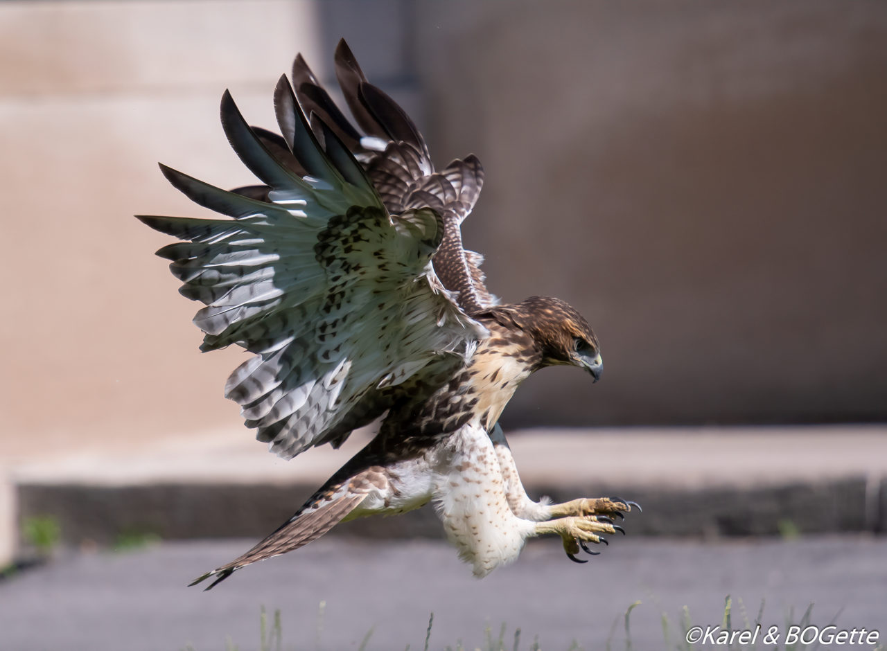 Red-tailed Hawk Fledgling "J1"