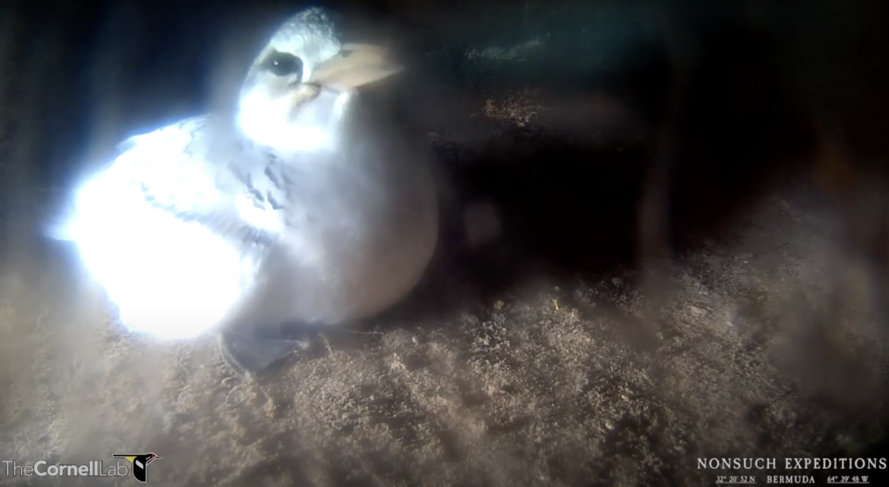 White-tailed Tropicbird Chick Fledges