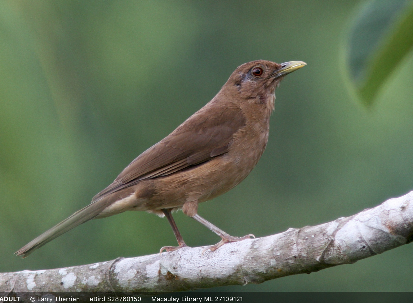 Who's That Bird? Resources For Identifying Panama Fruit Feeder Cam Visitors Cornell Lab Bird