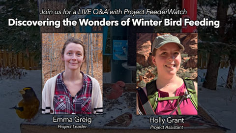 Project FeederWatch Q&A announcement