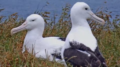 Royal Albatross breeding pair