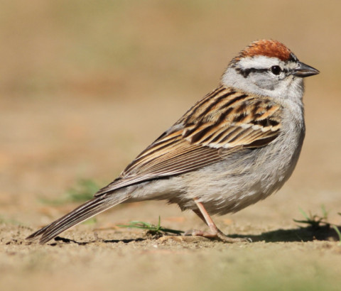 field sparrow eggs