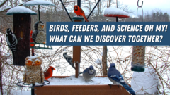 A screenshot of the Cornell FeederWatch cam in which all feeders have some snow on them. There are also blue jays, male northern cardinals, a downy woodpecker, and a hairy woodpecker. Overlaid is the title of the webinar.