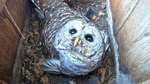 Barred Owl in a nest box.
