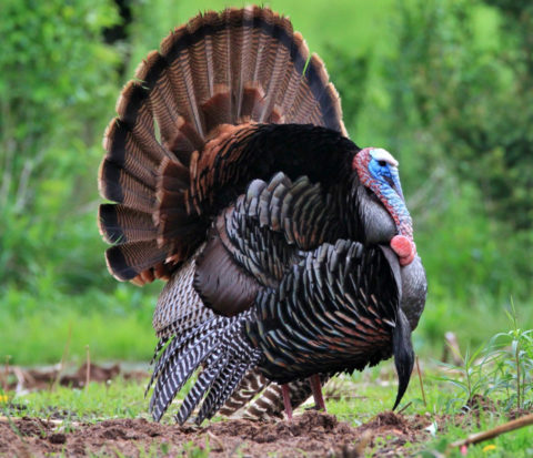 Wild Turkey Overview, All About Birds, Cornell Lab of Ornithology