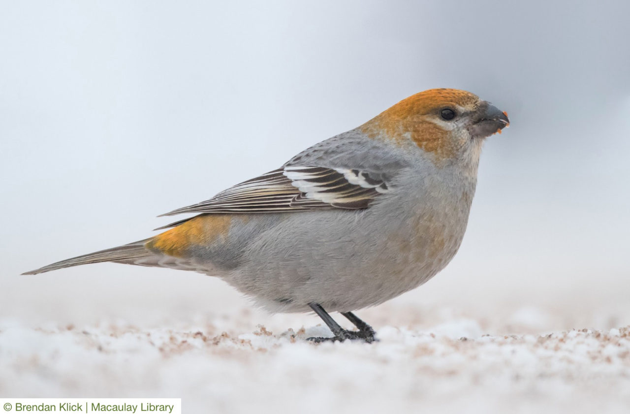 View this image of a Pine Grosbeak on Macaulay Library