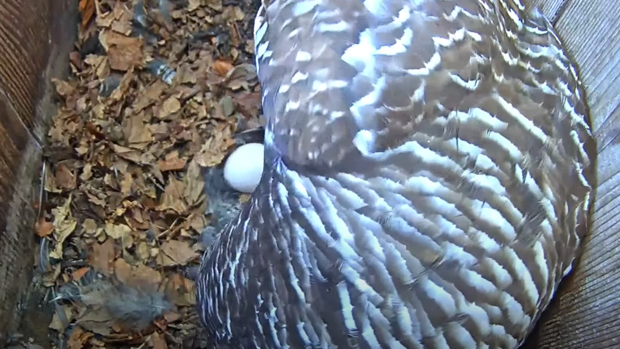 Barred Owl lays first egg of 2021