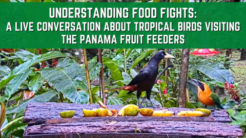 A screenshot of two birds on the Panama Fruit Feeder cam with the webinar title at the top. The title is understanding food fights: a live conversation about tropical birds visiting the panama fruit feeders.