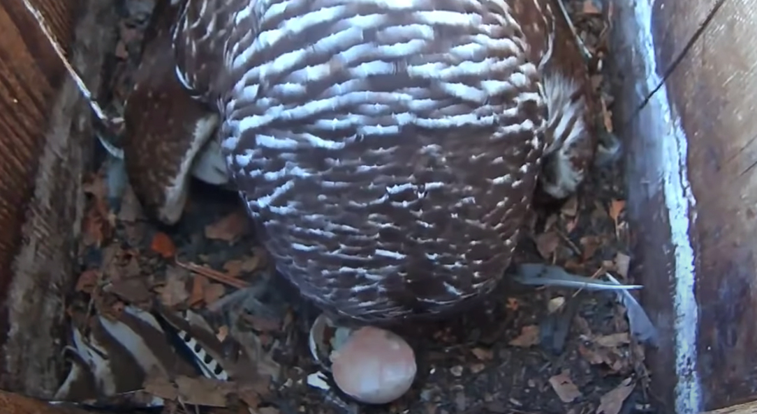 Barred Owl Hatchling