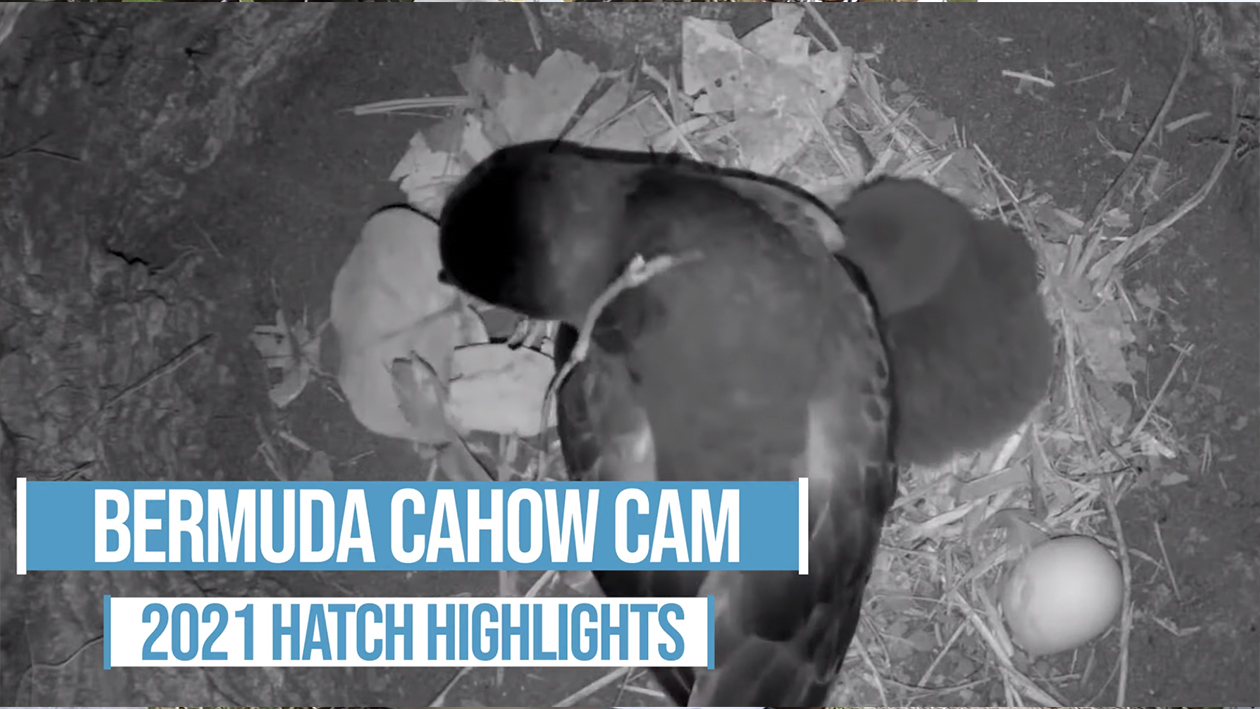 Cahow hatch highlights