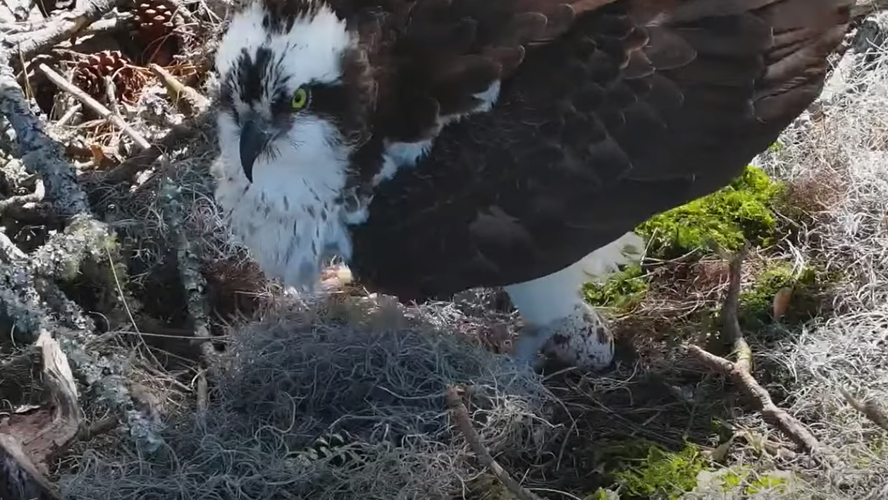 Osprey lays first egg