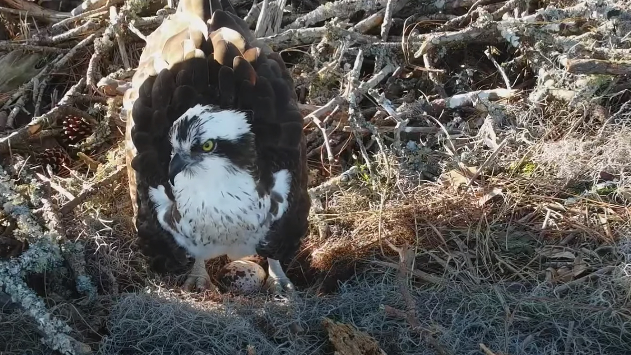 Osprey lays Egg #2