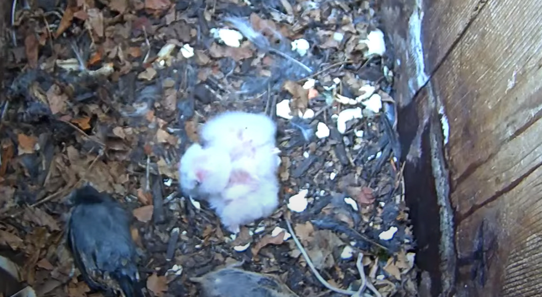 Second Owlet Hatches