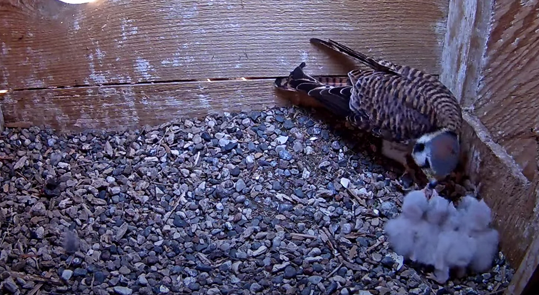 five chicks hatch at kestrel nest