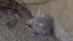 Condor chick plays with bottle cap