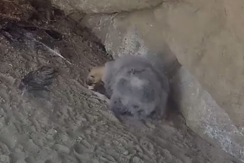 Condor chick plays with bottle cap