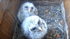 Barred Owl chicks