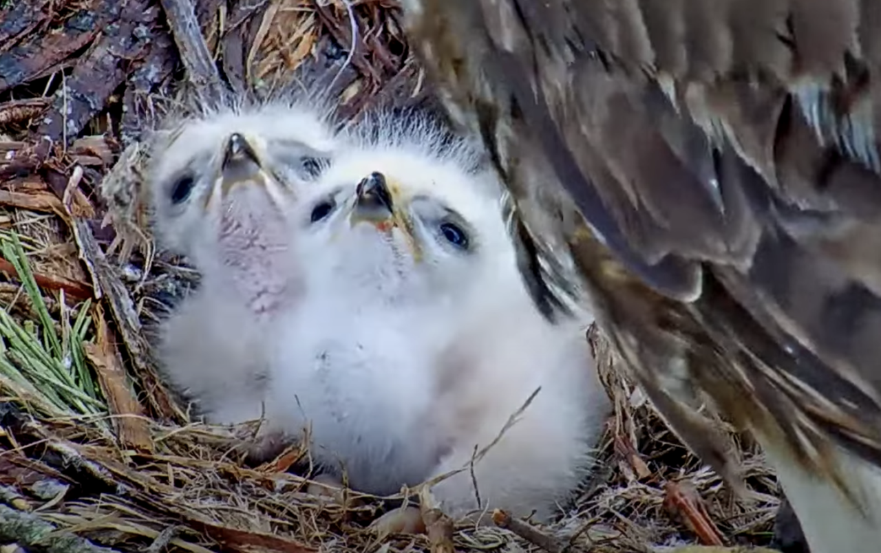 K1 and K2 in the nest