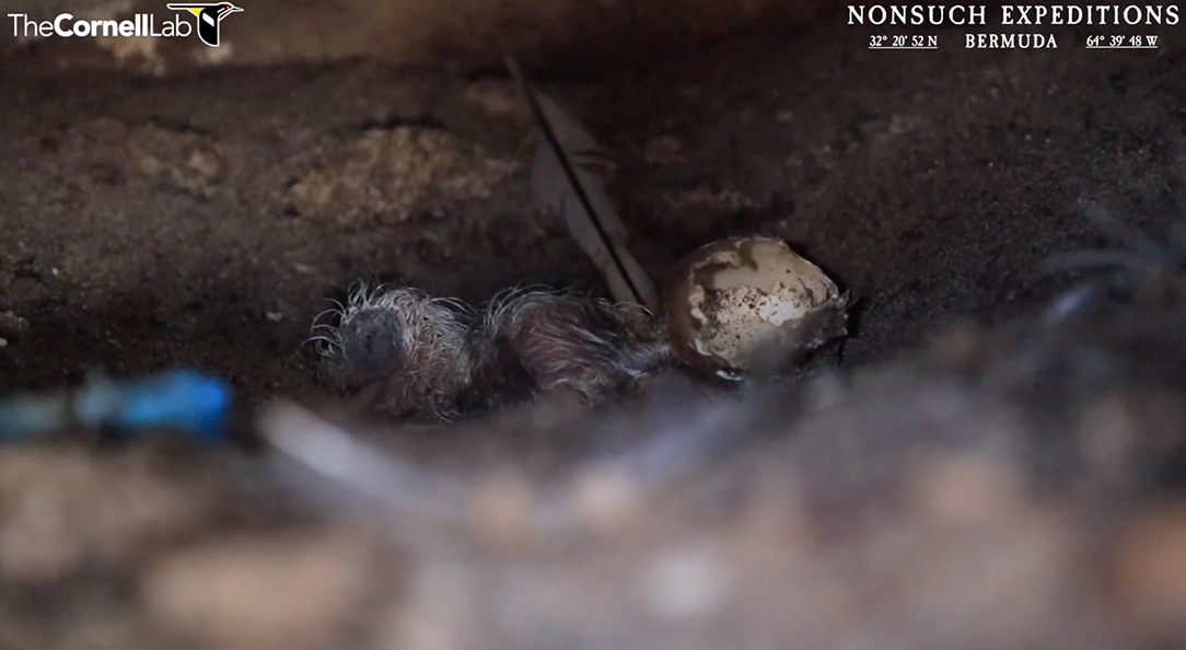 White-tailed Tropicbird hatchling