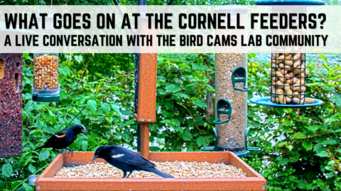 A screenshot of two red-winged blackbirds visiting the feeding table on the Cornell FeederWatch cam. They are on a feeding table surrounded by other hanging feeders against a leafy green backdrop. Overlayed is the text: What goes on at the Cornell feeders? A live conversation with the bird cams lab community.