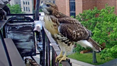 Red-tailed Hawk fledgling
