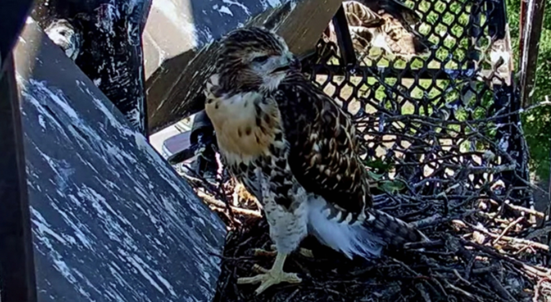 Red-tailed Hawk Chick K2