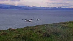 Albatross practice hovering flights.