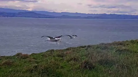 Albatross practice hovering flights.