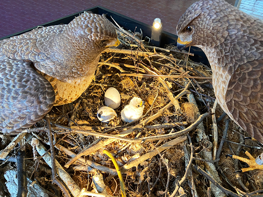Carving of two Red-tailed Hawks watching over their chick and two eggs in the nest. 