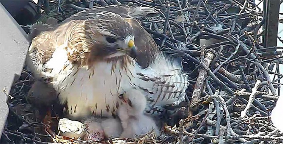 A Red-tailed Hawk brooding its three chicks in the nest.