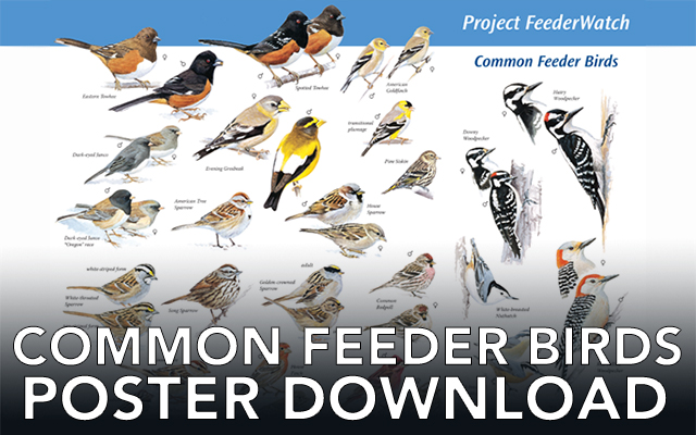 Common Feeder Bird Poster