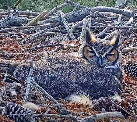 A female Great Horned Owl incubates her eggs in the nest.