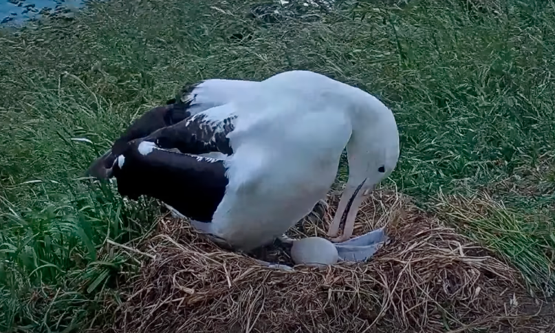 Royal Albatross Cam Moves To Quarry Track As Nest Location For 2021-22 Season