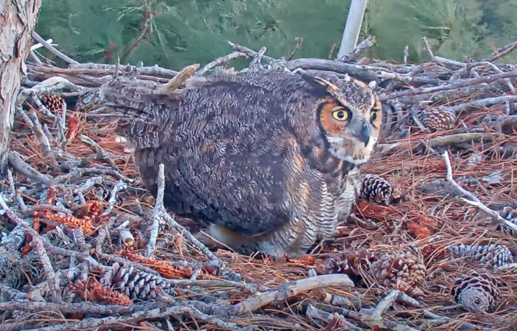 Tap to watch a Great Horned Owl lay her first egg.