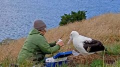 Click to read about the Royal Albatross chick's return to the nest.