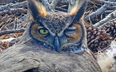 Tap to learn about the Great Horned Owls' breeding season.